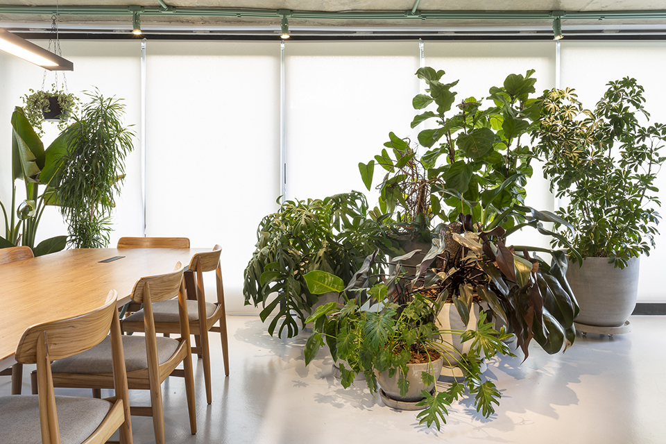 UMDESIGNSTUDIO_RIZOMAII_14